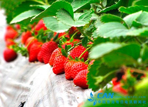 陇南成县：一场草莓掀起的网事