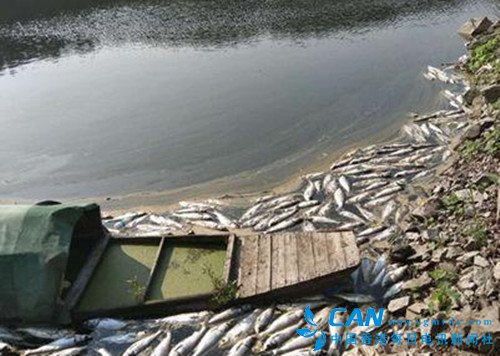 河南三门峡龙脖水库遭受污染 鱼类大量死亡