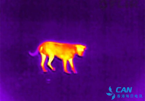 “无人机+热成像”技术助力野生动物调查与保护