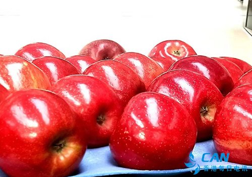 云南昭通开启“苹果时代”，“昭阳红”是最大的“网红”