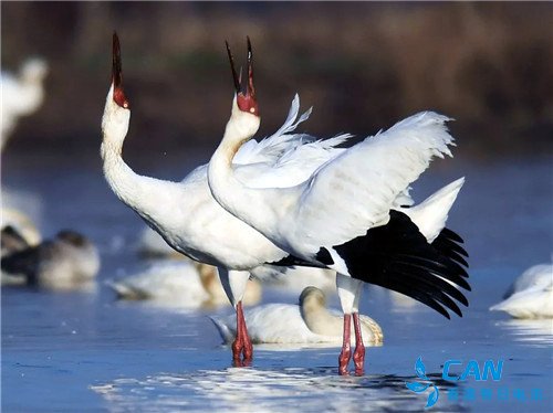 白鹤被确定为江西省“省鸟”