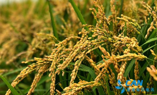 水稻需要付出多少，才能变成一粒大米？
