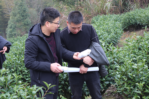 政和县启动茶叶质量安全管控专项行动