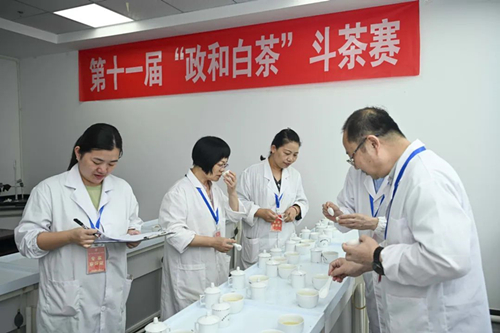 “政和白茶”举行斗茶盛宴，彰显中国白茶独特味道