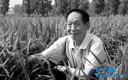 中国“杂交水稻