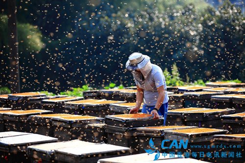 幸福罗平:甜蜜产业酿造脱贫致富路