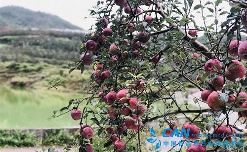 鹤乡结出吉祥果 作家点睛成名牌 ——“鹤送”苹果诞生记