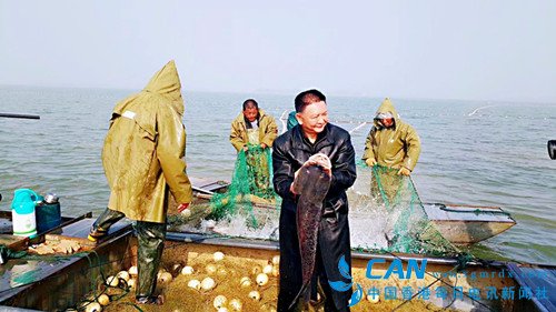 “鱼王老胡”和他心中的鱼