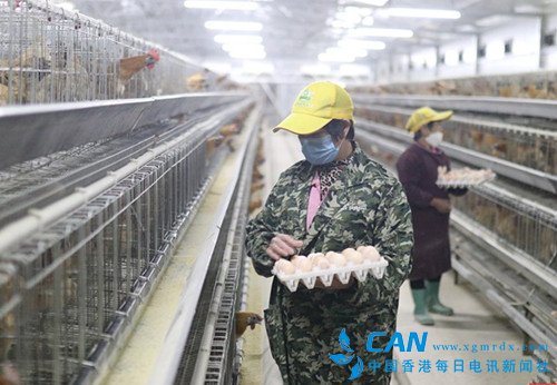 双牌土鸡变身“金凤凰” 带2万余贫困户奔“钱”程