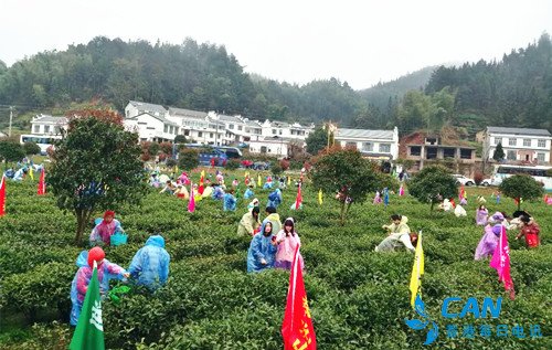 “千年茶旅、康养沩山”宁乡市举办沩山首届茶旅文化节