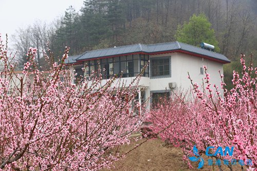 河南栾川协心村:栽下桃花树,走上致富路