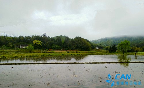 温暖石城:杜鹃花开红似海 爱情圣地醉游人