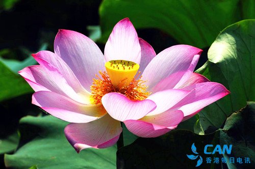 等你,在莲开的季节