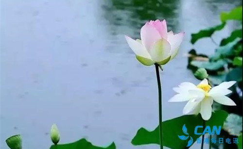 等你,在莲开的季节