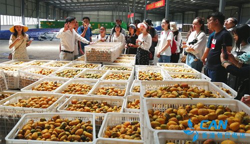 丽江华坪金芒果公司:打造高端芒果全产业链 带动农户增收
