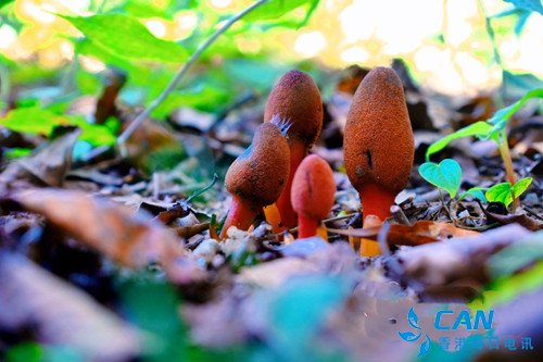 淞茂谷林下中药材生态种植 富了企业富了百姓