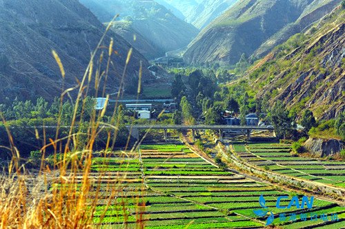东川拖布卡:满山果树铺就致富路