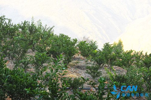 东川拖布卡:满山果树铺就致富路