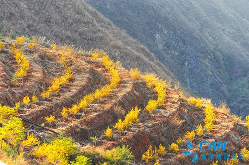 东川拖布卡:满山果树铺就致富路