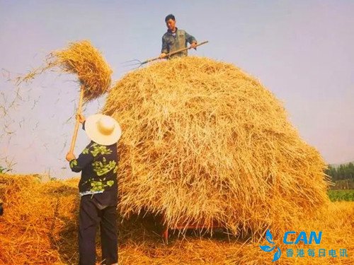 麦穗上的乡愁
