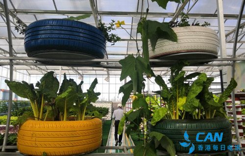 仁达枸杞种植专业合作社:脱贫路上齐步走