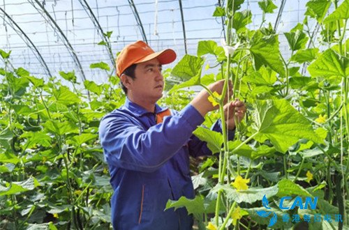 仁达枸杞种植专业合作社:脱贫路上齐步走