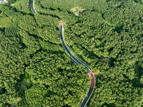 旅游公路上的“古树驿站”