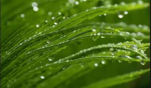 白露时节