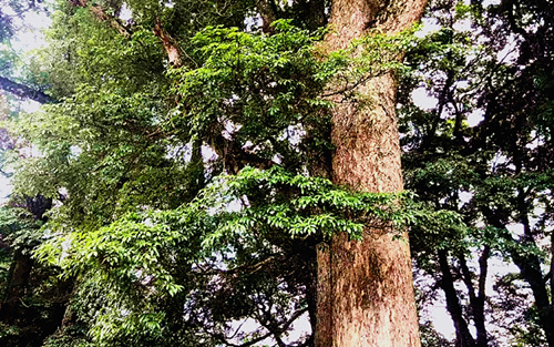 研究：热带地区植树对